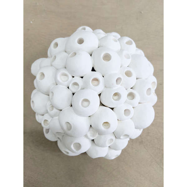 Bubble Coral